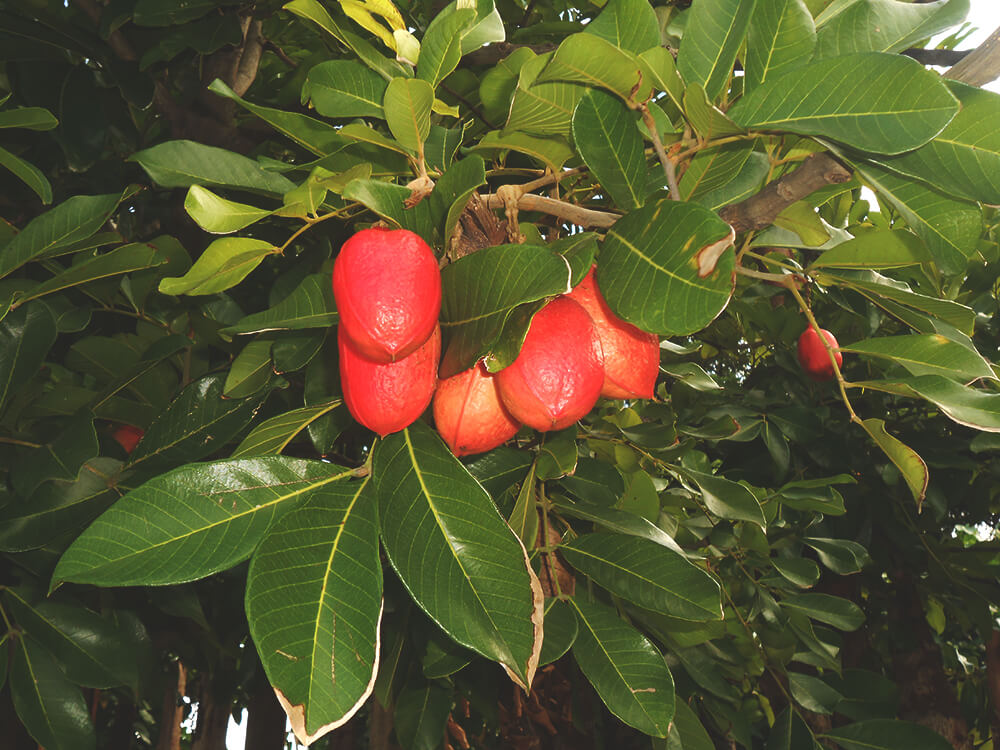 Narodowy owoc - Ackee